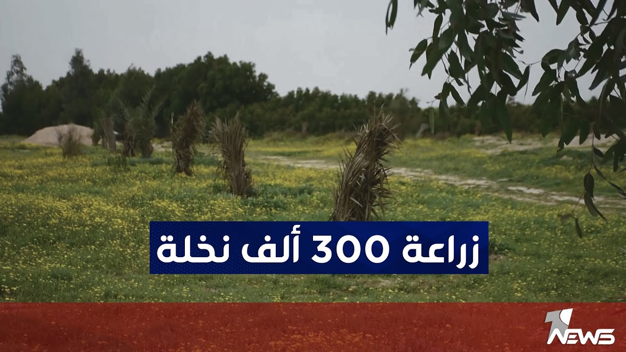 زراعة نحو ثلاثمئة ألف نخلة في قضاء الزبير وناحية سفوان في البصرة | تقرير : اثير العبادي