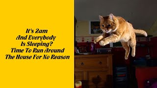 50 Of The Best Examples Of Cat Logic That Will Capture What Its Like Living With Cats