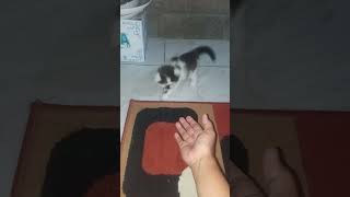 Harus berpisah... #cat #short #funnycat