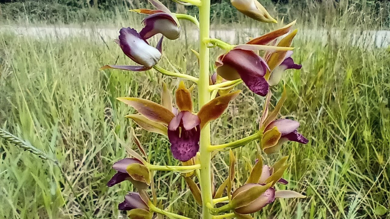 Orquídea; Eulophia alta (L.) Fawc. & Rendle 1910 SECTION Cyrtopera - thptnganamst.edu.vn