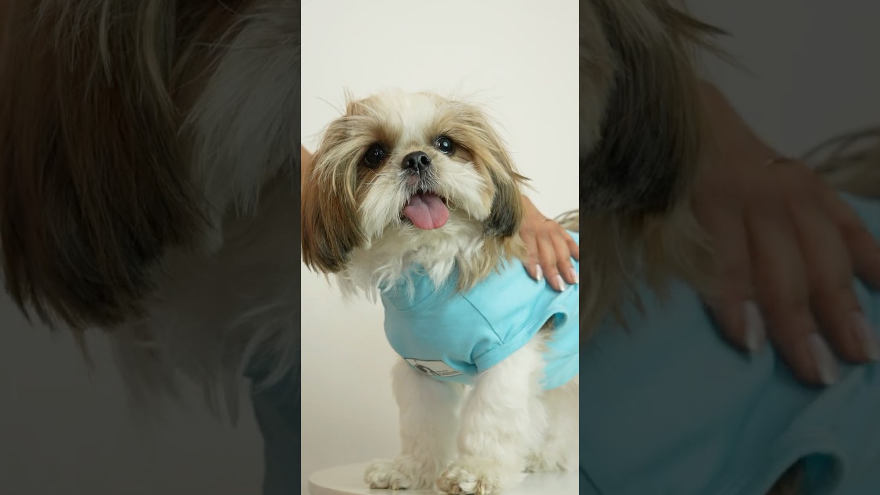 Ready to upgrade your dog’s wardrobe? | The Pet Closet Co.
