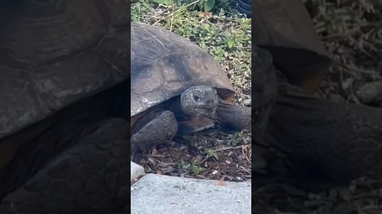 Happy Tortois Stopped By For A Bite To Eat! #nature #tortoise #shorts #florida