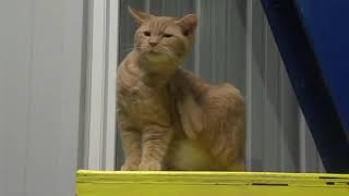 Experts warn giving pets as gifts may not be a good idea
