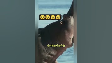 Thumbnail of 😱😱क्या आप जानते हैं ब्लू व्हेल के पूर्वज कभी जमीन पर रहते थे?#shorts#amazing #ytshorts#youtubeshorts