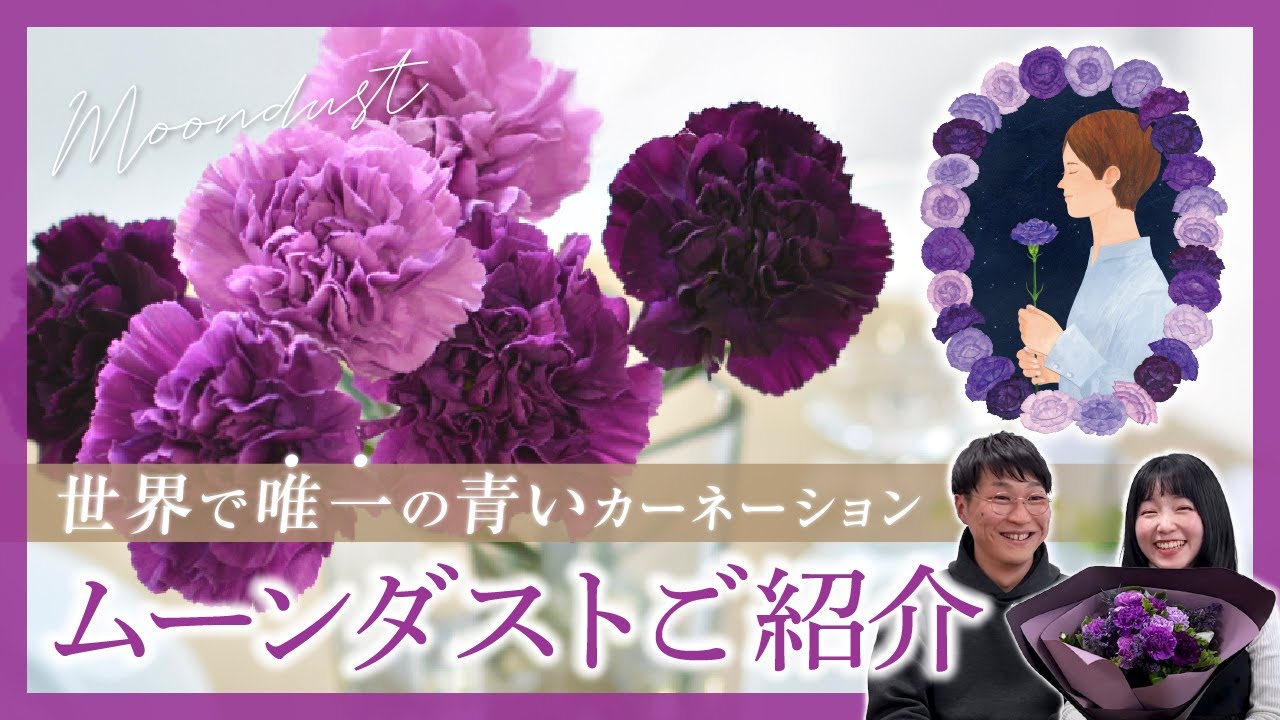 青いカーネーション】ムーンダストの品種と販売店のご紹介！ - YouTube