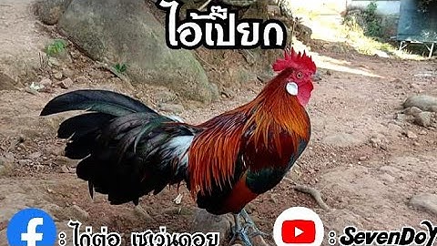 ไก่ต่อหูขาว เหล่าเซเว่นดอย / Qaib dib dawb ntsej