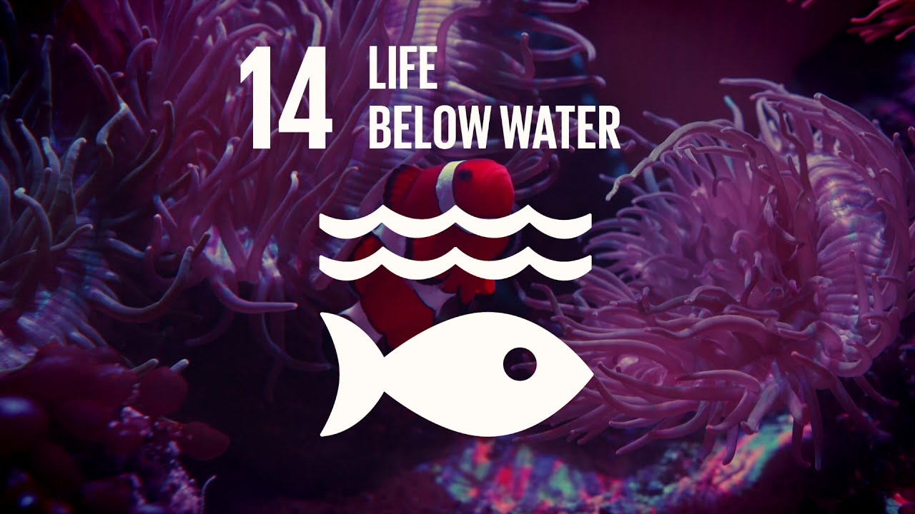 Save The Planet: Coral Reefs, Life Below Water