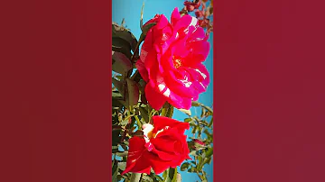 Роза  королева цветов   Rose is the queen of flowers.
