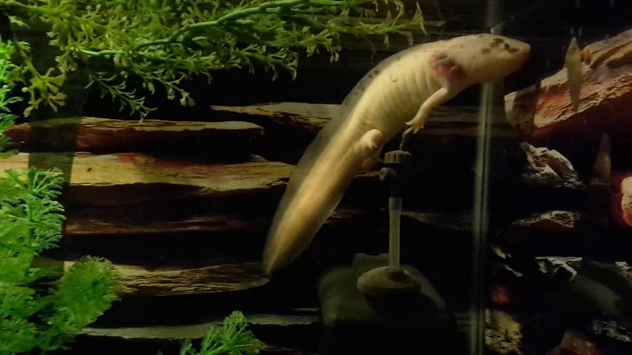 Axolotl playing dead YouTube
