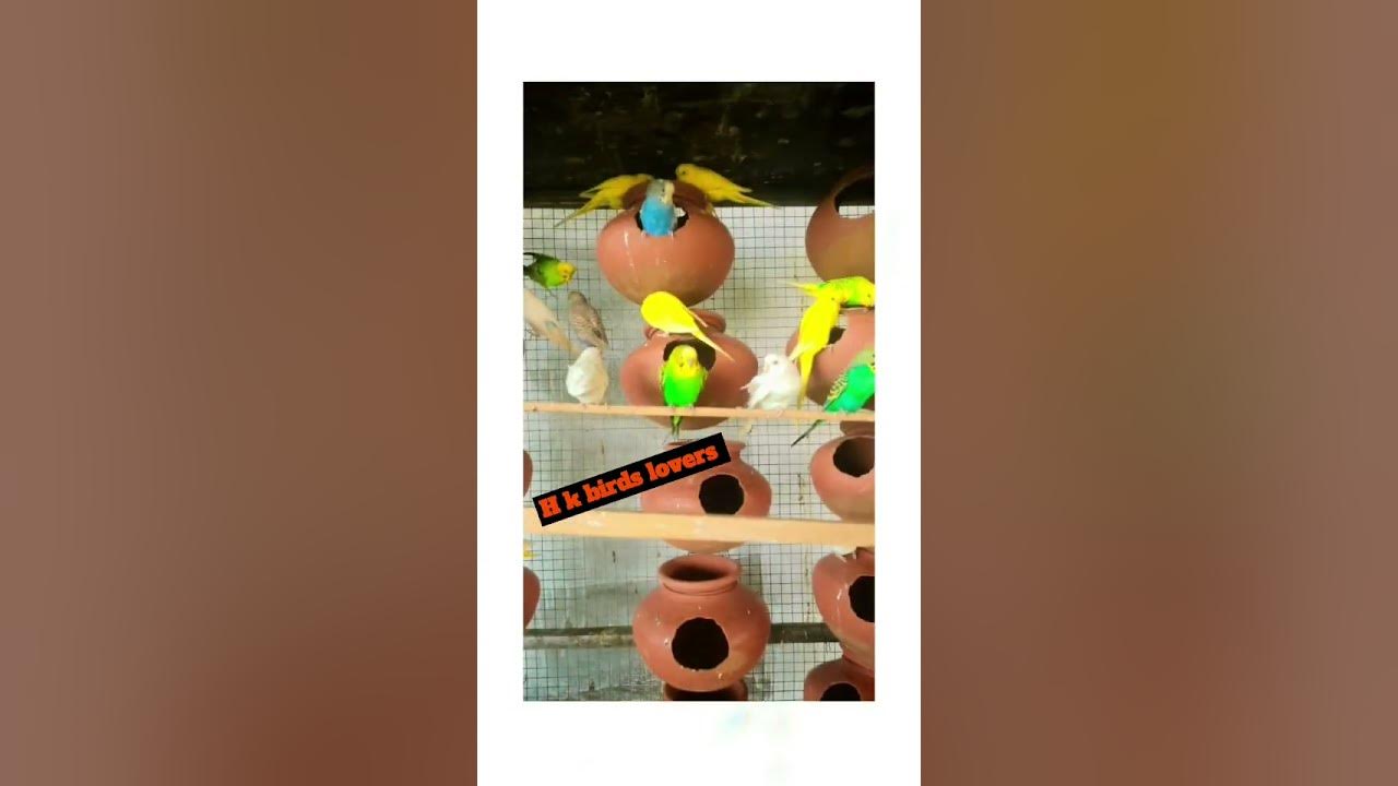 Bajri birds - YouTube