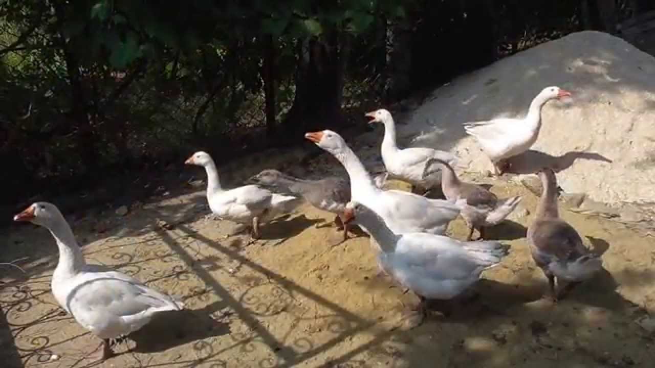 Geese guards YouTube