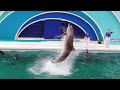 Dolphin Show In Kamogawa Sea World. Sea Animal Show 【4K】