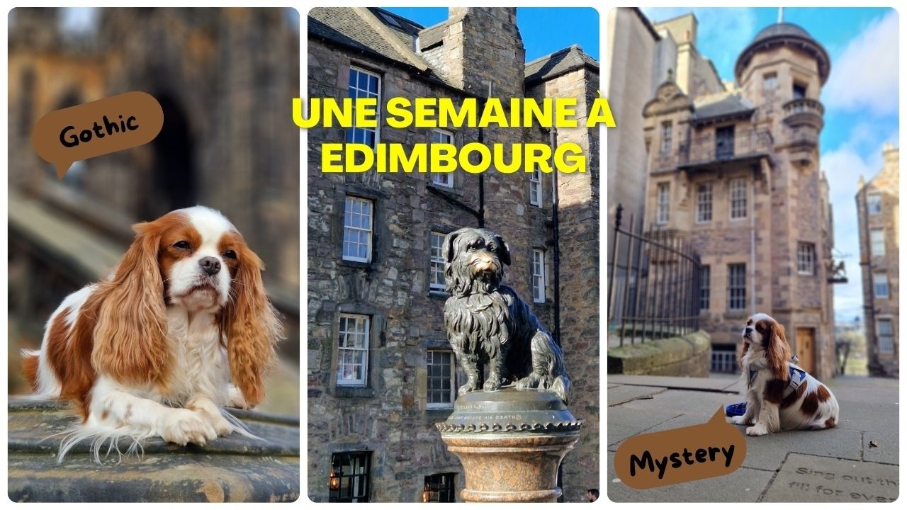 VLOG : Edinburgh 2026 // Cavalier King Charles