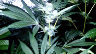 Happy mothers day to my garden.  My own mothers day \ birthday song. GROWERS LOVE.