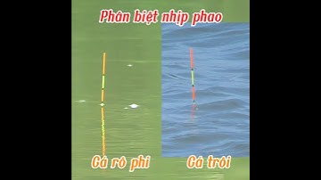 Cá Rô Phi Và Cá Mè Ăn Mồi Khác Nhau Như Thế Nào?