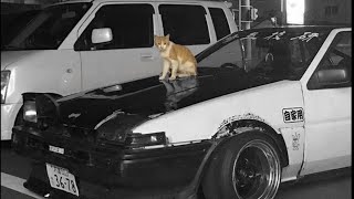 Kitty Phonk Soviss S U P E R S L O W E D