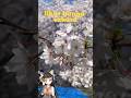 Sakura in Japan Melihat Bunga Sakura #vtuber #shorts #bungasakura