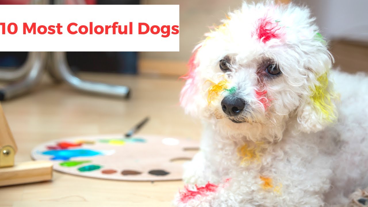 Unveiling the 'Rainbow of Canines': The Top 10 Most Colorful Dogs!