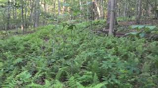 Exploring and Reminiscing at Point Mountain Reservation in Hunterdon County NJ 