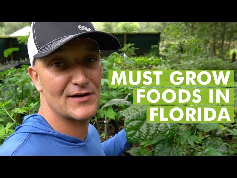 Vídeo: Top 10 plantas floridas