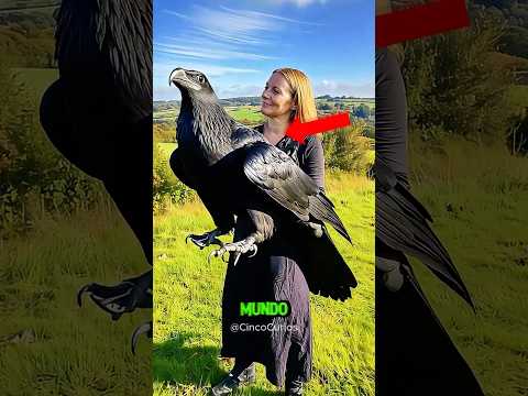 5 animales más