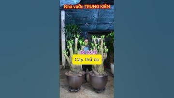 CÂY THIẾT MỘC LAN 091999-2879