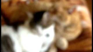 The worlds most boring cat video