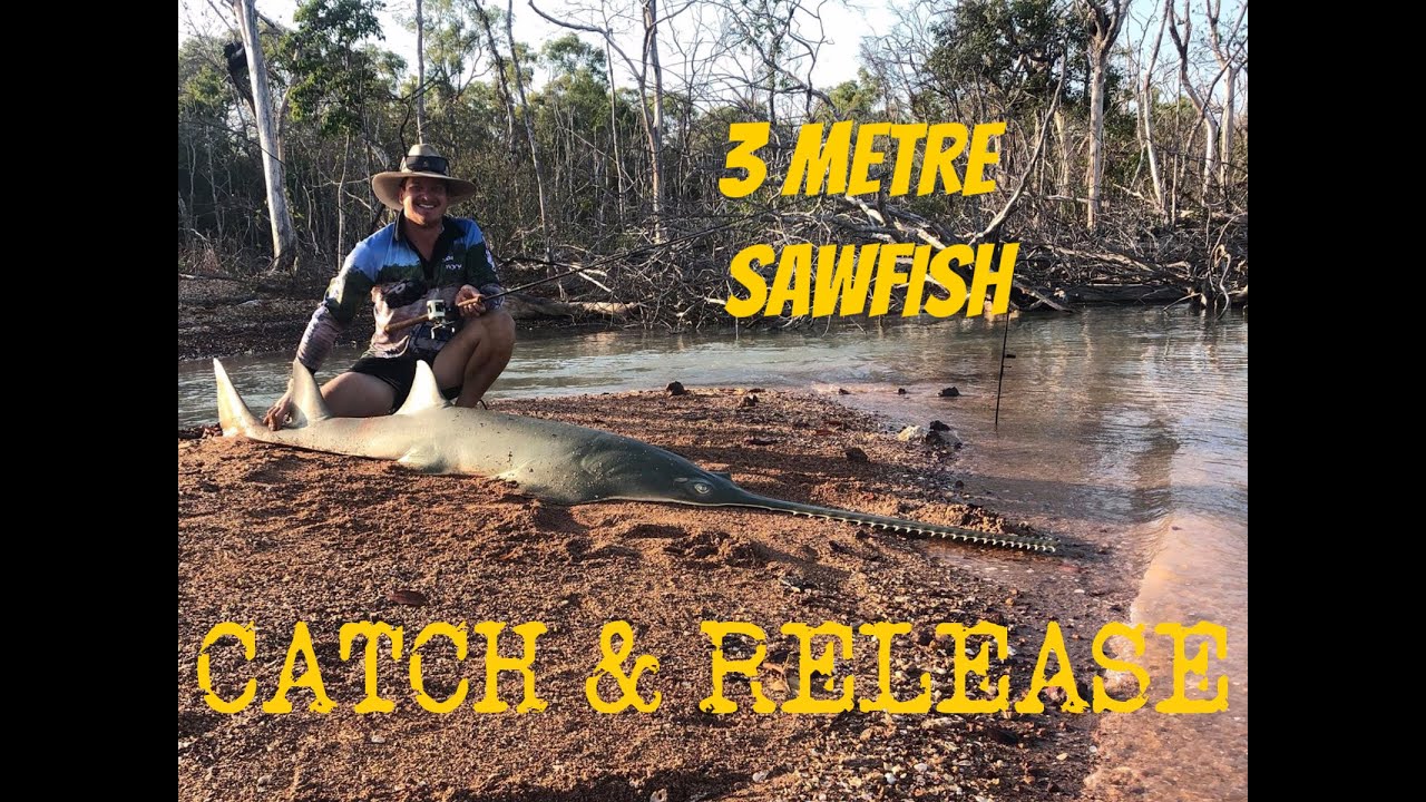 3 Metre Sawfish Catch & Release YouTube