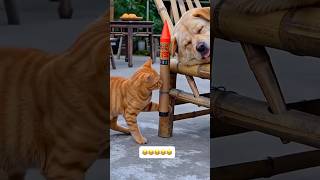 Wait for end 😂😂#dog #cat #comedy #funny #shorts #shortsfeed #trendingshorts #youtubeshorts #reels