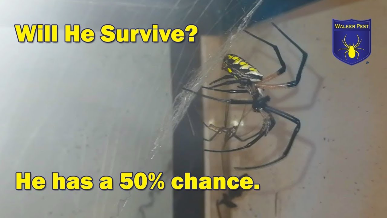 Male yellow garden spider trying to mate