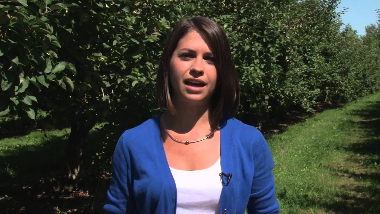 Maine Apple Crop Growing Strong