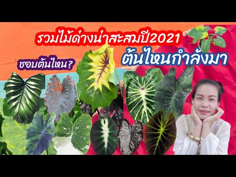 รวมไม้ด่าง น่าซื้อปี2021 ราคาหลักร้อยถึงล้านตัวไหนกำลังน่าซื้อ