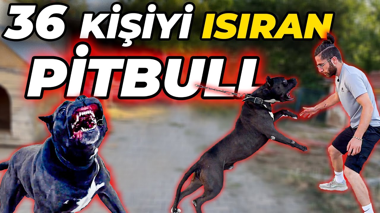 Tasmasını Çözene Çifti 10.000 TL Olan Güvercinler Hediye! (Anne - Babası 100.000 TL)