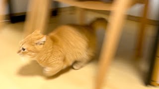 走れプリン！