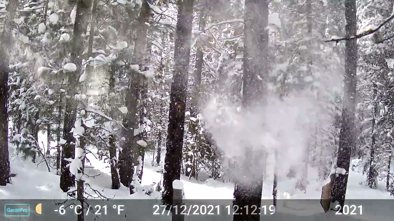 wind driven snow fall