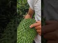 Guanabana, pasador de las semillas (avispita)