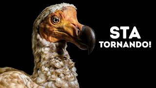 Stanno riportando in vita l'uccello Dodo - Questa volta sul serio