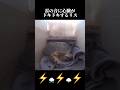 【怖かったやろなぁ】#リス #squirrel #怖い #shorts #comedy