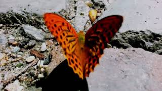 The Silver-Washed Fritillary (Argynnis Paphia) - Male