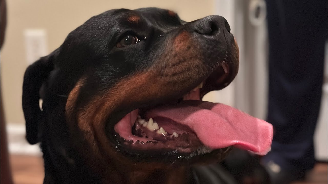 Mini Baby Rottweilers ROTTWEILERS: I HAVE A MINI KENNEL - YouTube