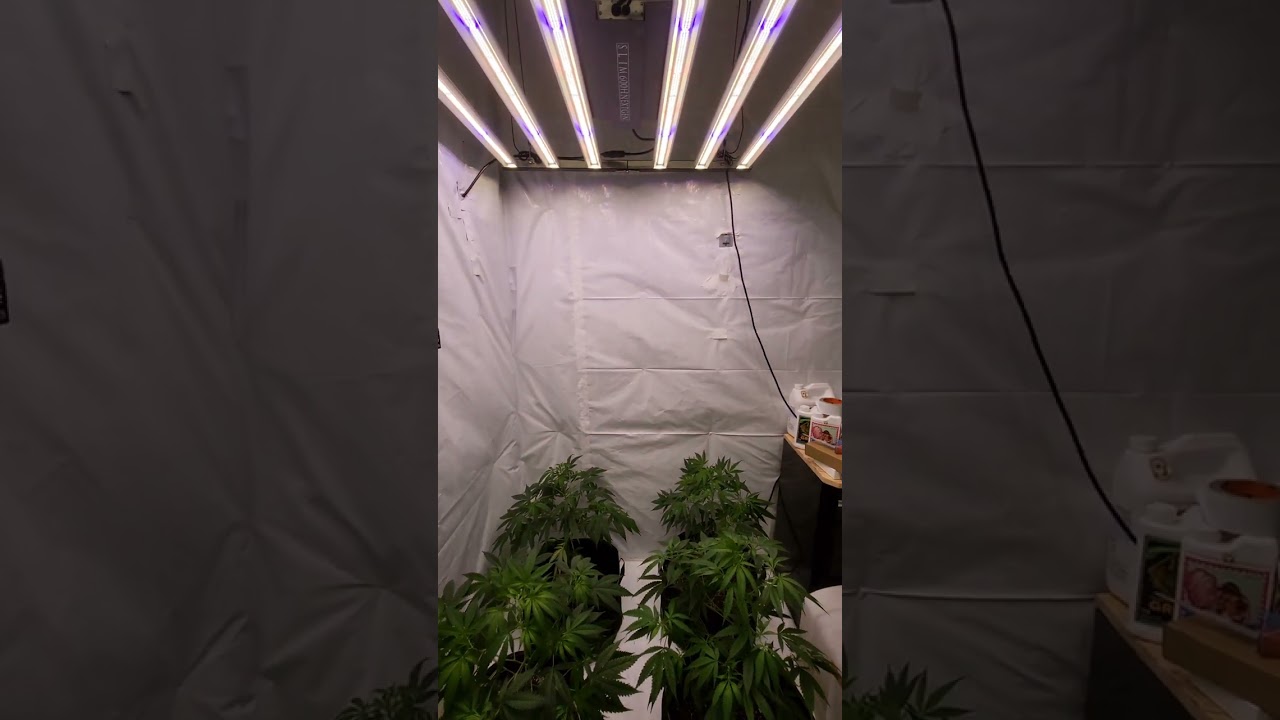 New! Slim 600h NextGen added to the 8x10 Grow Room