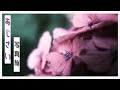 夙川にあじさいを撮りに行くぞ！！ | いいとこめぐり #11