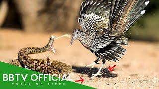 The Roadrunner Bird Natures Most Powerful Hunter Hunts The Rattlesnake Animal Doentary