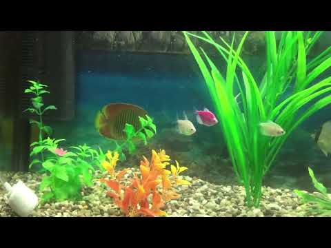 Akvarium va akvarium baliqlari