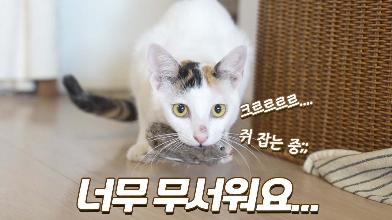 쥐 사냥에 진심인 고양이... 내 새끼지만 너무 무서워요;;;