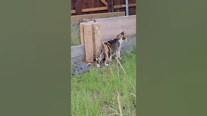 Tortoise Chases His Cat Bestie! #cats #tortoise #chase