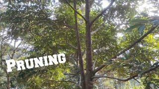 Cara Pemangkasan/pruning Pohon Durian dari Dahan Jantan & Betina supaya Berbuah Banyak