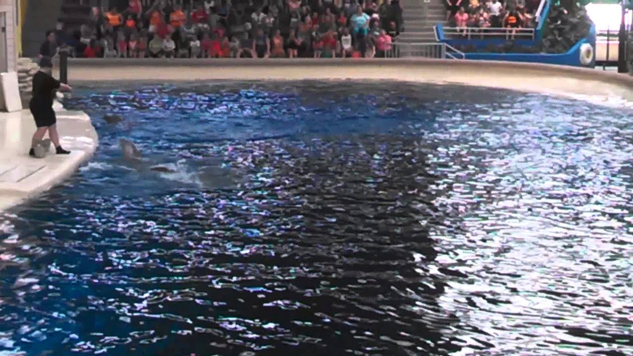 Dolphin Show (Brookfield Zoo - Chicago, ILL) - YouTube