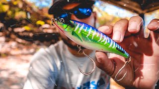 Señuelos para PESCAR este 2020 | Best Lures for Shore Fishing this YEAR