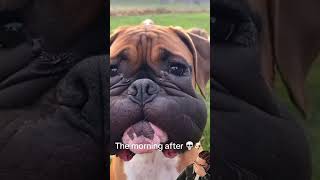 Boxer Ambushed By A Hive Of Wasp